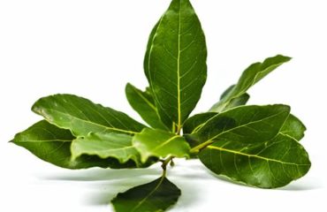 laurus noble